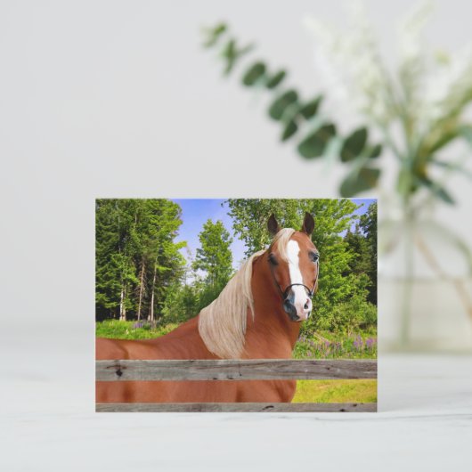 Carte postale "Arbella" (Debout devant)