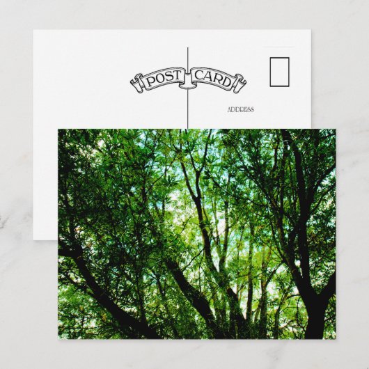 Carte Postale Arborescence (Devant / Derrière)