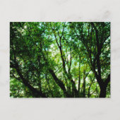 Carte Postale Arborescence (Devant)