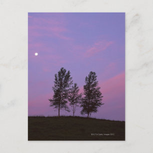 Carte Postale Arborescence 2