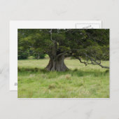 Carte Postale Arborescence Dans Un Champ (Devant / Derrière)