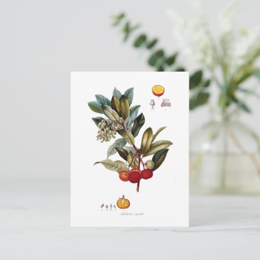 Carte Postale Arbousier (Arbutus unedo) (Debout devant)