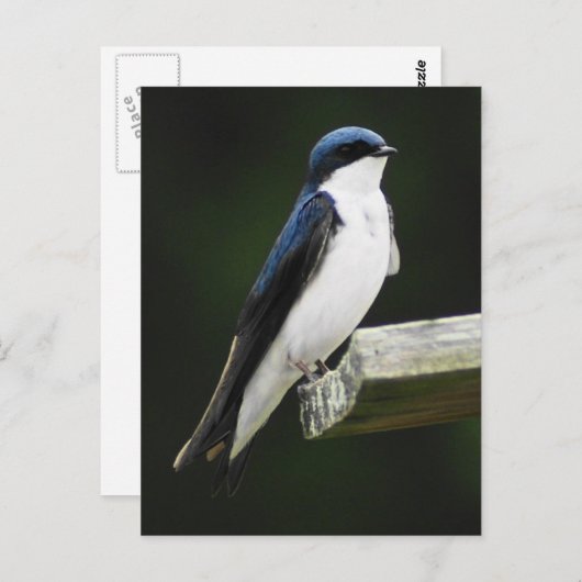 Carte postale Arbre (Devant / Derrière)