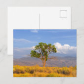 Carte Postale Arbre (Devant / Derrière)