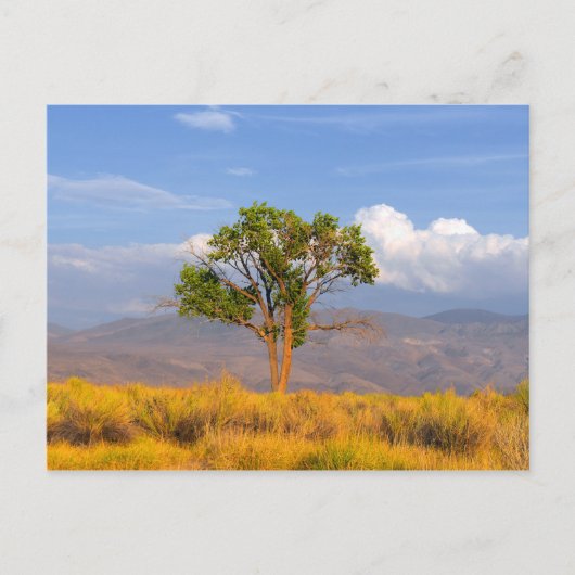 Carte Postale Arbre (Devant)