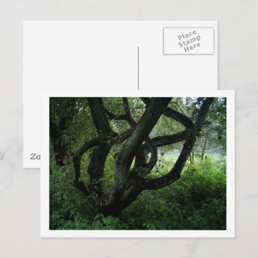 Carte Postale Arbre (Devant / Derrière)