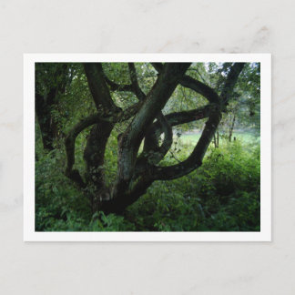 Carte Postale Arbre