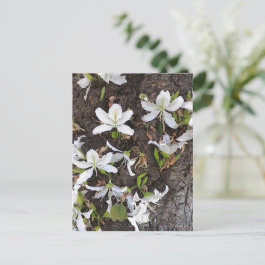 Carte Postale Arbre (Debout devant)