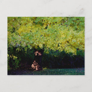 Carte Postale arbre