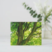 Carte Postale Arbre (Debout devant)
