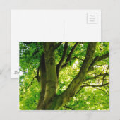 Carte Postale Arbre (Devant / Derrière)