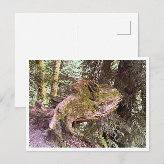 Carte Postale Arbre (Devant / Derrière)