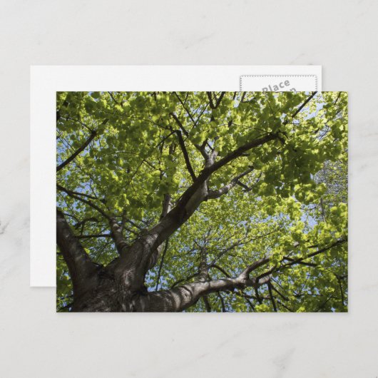 Carte Postale Arbre (Devant / Derrière)