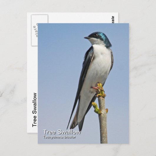 Carte postale Arbre (Devant / Derrière)