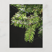 Carte Postale Arbre (Devant)