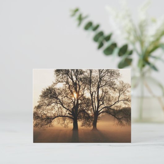 Carte postale, arbre (Debout devant)