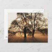 Carte postale, arbre (Devant / Derrière)