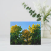 Carte Postale Arbre (Debout devant)