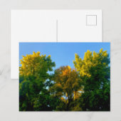 Carte Postale Arbre (Devant / Derrière)