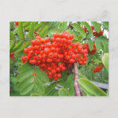 Carte Postale Arbre à baies rouges à Skagway en Alaska (Devant)