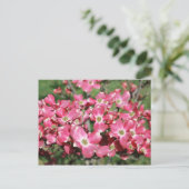 Carte Postale Arbre à bois de chien en fleurs (Debout devant)