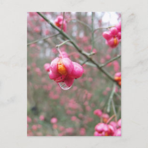 Carte Postale Arbre à broches et gouttelette d'eau
