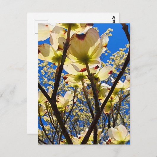 Carte Postale Arbre à chiens (Devant / Derrière)