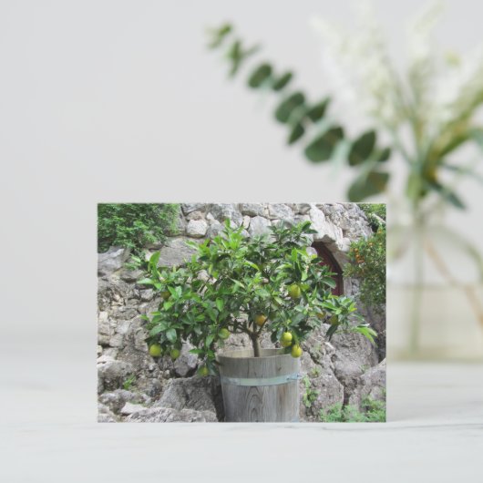 Carte Postale Arbre à citron vert (Debout devant)