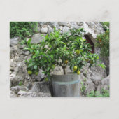Carte Postale Arbre à citron vert (Devant)
