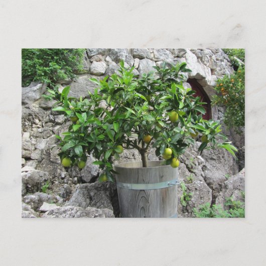 Carte Postale Arbre à citron vert (Devant)