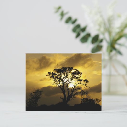 Carte Postale Arbre à coucher (Debout devant)