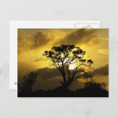 Carte Postale Arbre à coucher (Devant / Derrière)