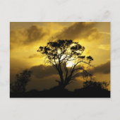 Carte Postale Arbre à coucher (Devant)