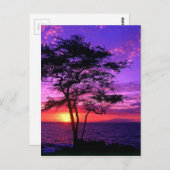 Carte Postale Arbre à coucher violet et rose (Devant / Derrière)