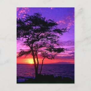 Carte Postale Arbre à coucher violet et rose