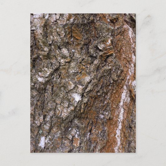 Carte Postale Arbre à écorce (Devant)