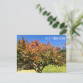 Carte Postale Arbre à érable coloré (Debout devant)