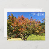 Carte Postale Arbre à érable coloré (Devant / Derrière)