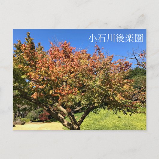 Carte Postale Arbre à érable coloré (Devant)