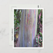 Carte Postale Arbre à eucalyptus arc-en-ciel (Devant / Derrière)