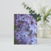 Carte Postale Arbre à fleurs de Lilas dans le blom (Debout devant)