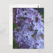 Carte Postale Arbre à fleurs de Lilas dans le blom (Devant / Derrière)