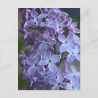 Carte Postale Arbre à fleurs de Lilas dans le blom