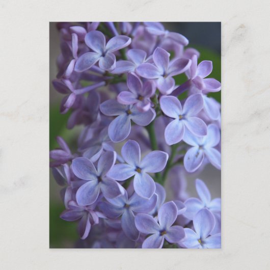 Carte Postale Arbre à fleurs de Lilas dans le blom (Devant)