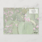 Carte Postale Arbre à fuseaux (Euonymus europaeus) (Dos)