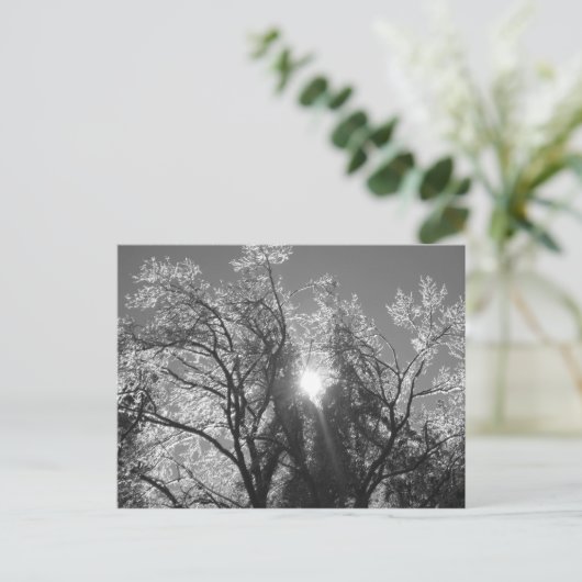 Carte Postale Arbre à glace (Debout devant)