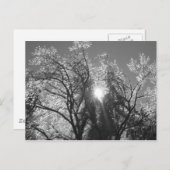 Carte Postale Arbre à glace (Devant / Derrière)