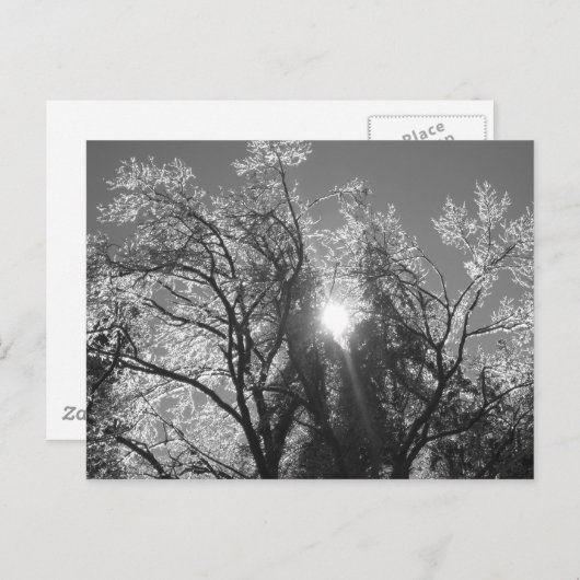 Carte Postale Arbre à glace (Devant / Derrière)