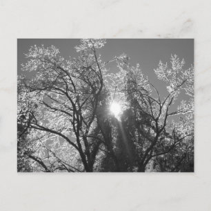 Carte Postale Arbre à glace