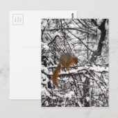 Carte Postale Arbre à neiges d'écureuil (Devant / Derrière)